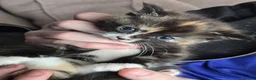 Mixed Breed cats for sale: Stunning tortie girls - Advert 8