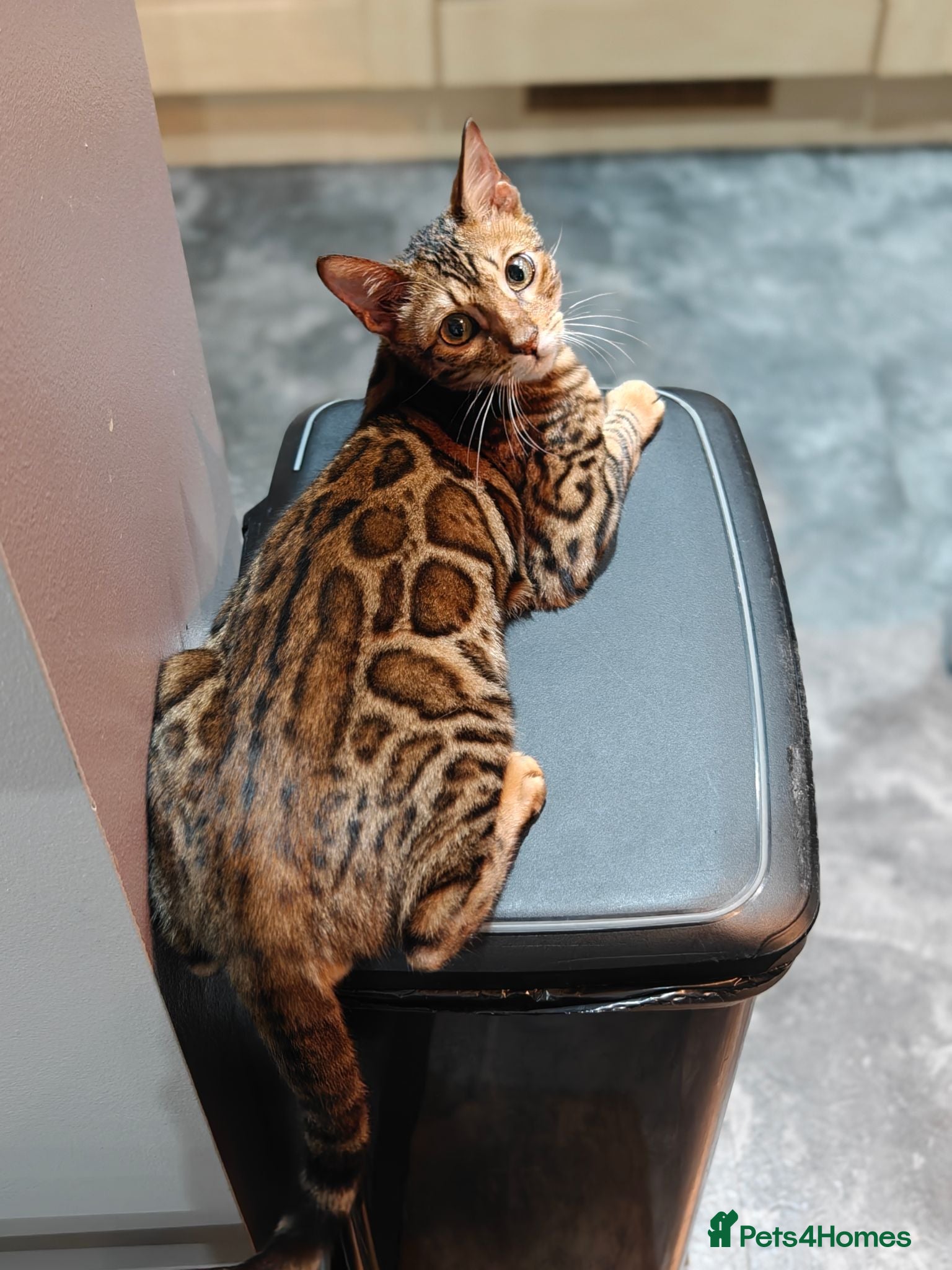 Bengal cats Beautiful Male Bengal Kitten Seeking Home - Advert 1