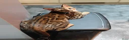 Bengal cats for sale: Beautiful Male Bengal Kitten Seeking Home in Southampton - Advert 1