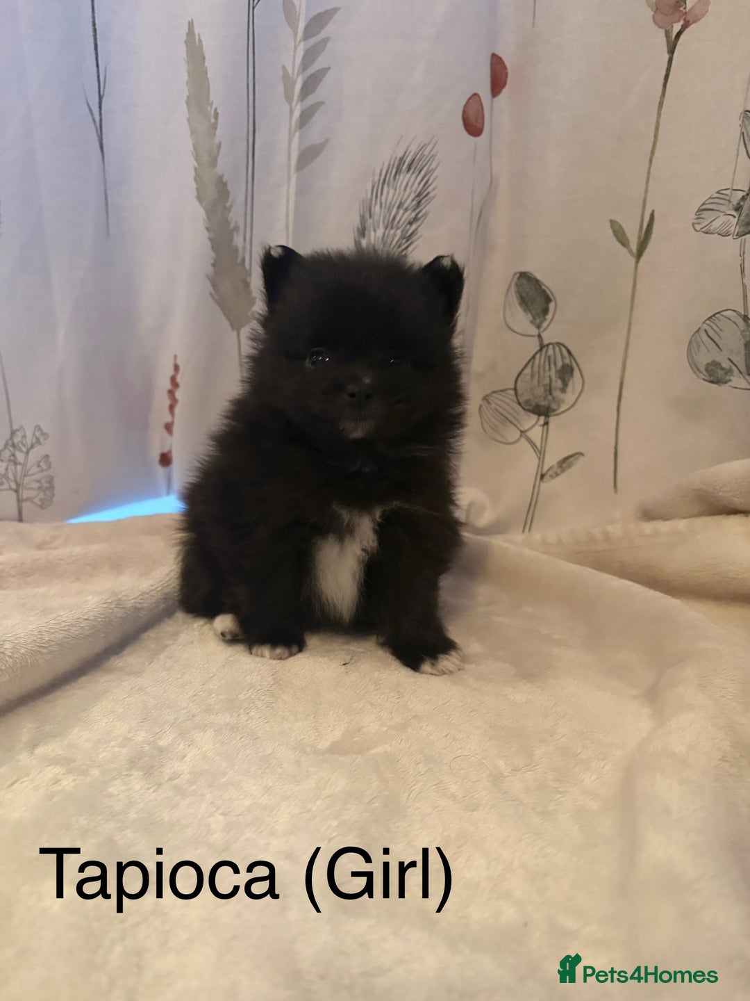 Pomeranian dogs for sale: Pomeranian Pups from Russian/ Chi Tien Champions - Advert 14