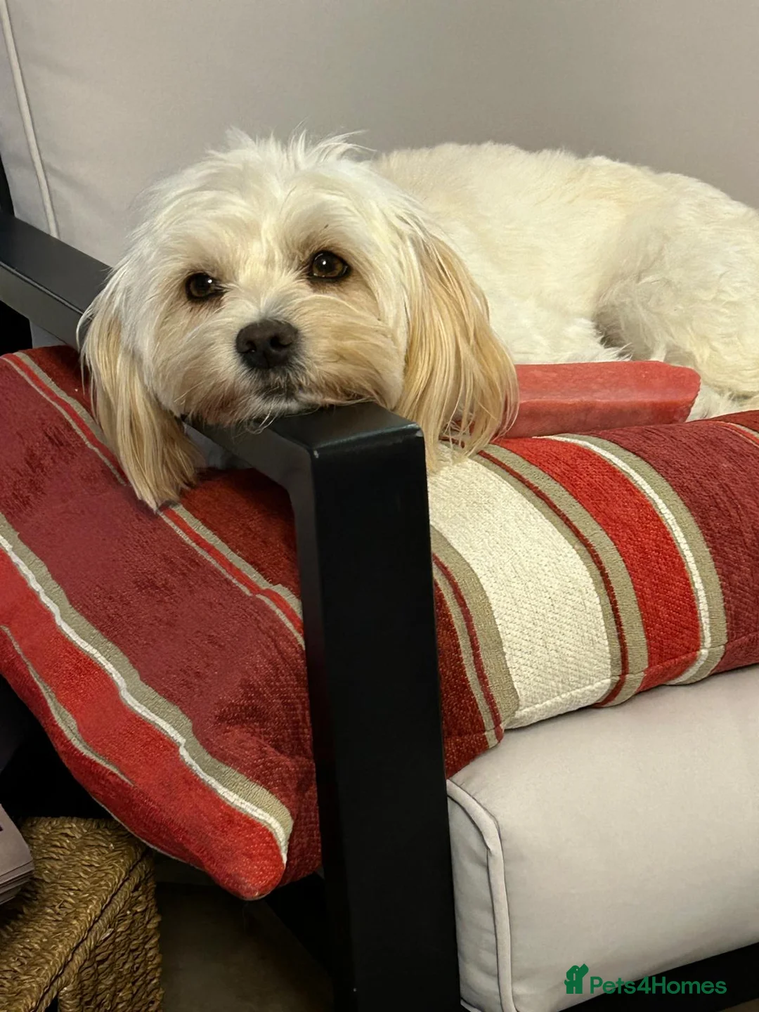 Mixed Breed dogs for adoption: Dixie is a beautiful 3.5 year old Poodle cross - Advert 2