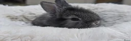 Mini Lion Lop rabbits for sale: Ready 23rd October  - Advert 13