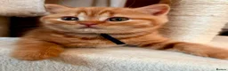 British Shorthair cats for sale: Red Female BSH GCCF reg from Champion Lines - Advert 12