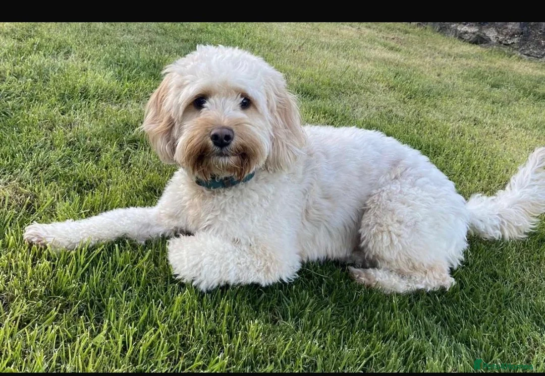 Cockapoo dogs for sale: 6 Cockapoo pups  - Advert 8