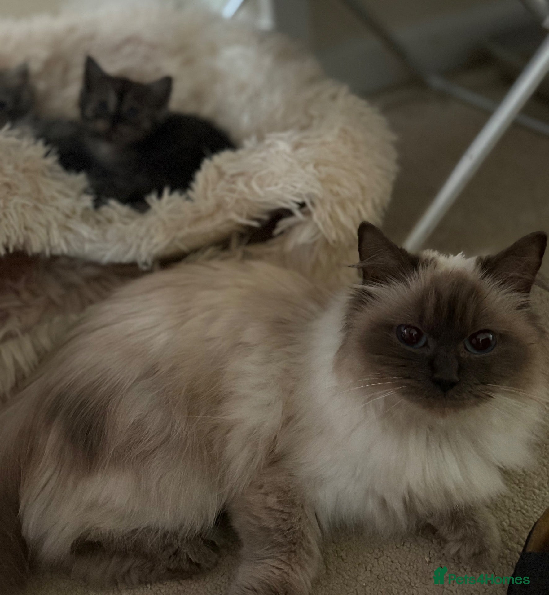 Mixed Breed cats Two cute half ragdoll kittens  - Advert 1