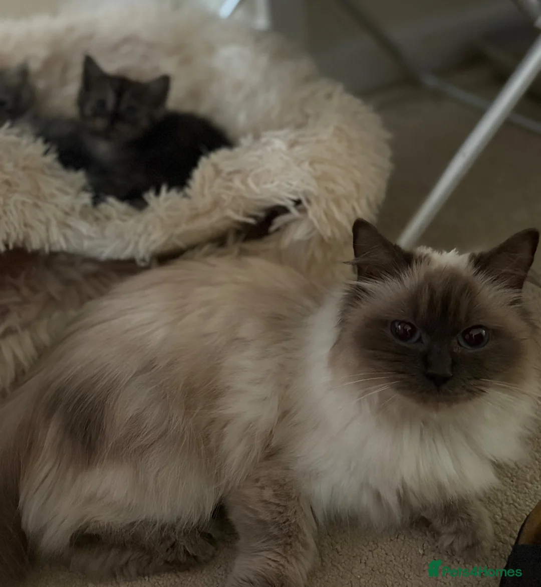 Mixed Breed cats for sale: Two cute half ragdoll kittens  - Advert 1