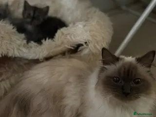 Mixed Breed cats Two cute half ragdoll kittens - Advert 2