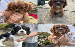 Cavalier King Charles Spaniel dogs for sale: Beautiful litter cavalier King Charles spaniels - Image 5