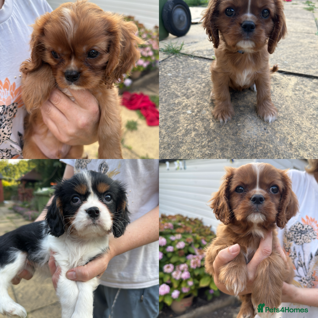 Cavalier King Charles Spaniel dogs for sale: Beautiful litter cavalier King Charles spaniels - Image 5