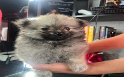 Pomeranian dogs for sale: 3 Stunning Poms - Image 7