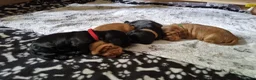 Cocker Spaniel dogs for sale: 🐾 Show Type Cocker Spaniel Boys – 2 Available - Advert 12