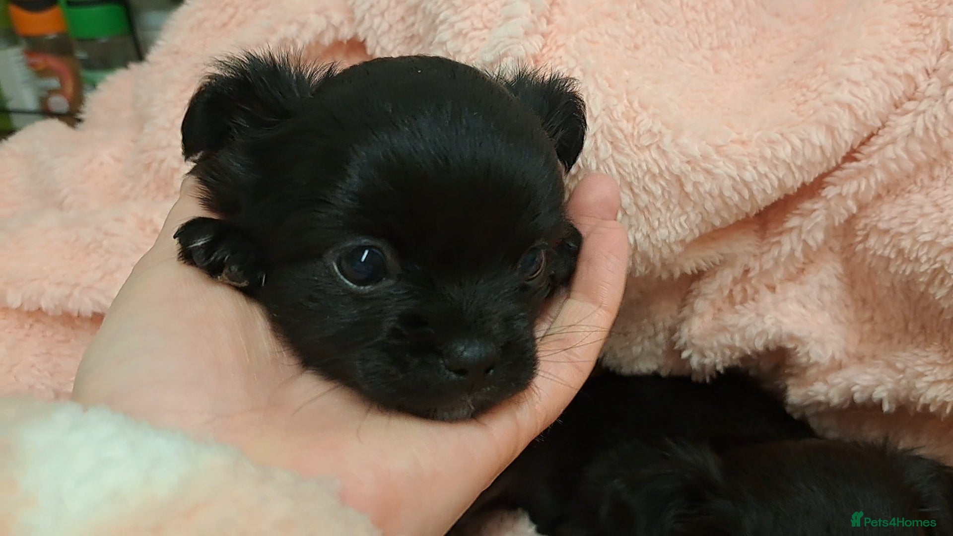 Chihuahua dogs Long Coat Chihuahua puppies for sale - Advert 4