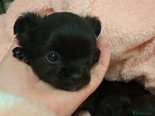 Chihuahua dogs Long Coat Chihuahua puppies for sale - Advert 4