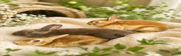 Rex rabbits for sale: Rex Baby Rabbits in Mansfield - Advert 1