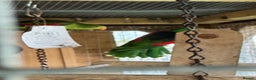 Parrots birds for sale: Proven pair of crimson wings - Advert 6
