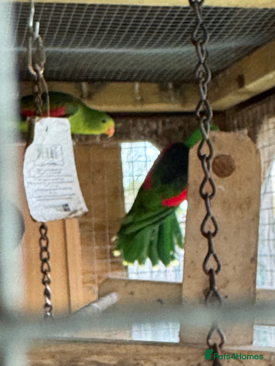 Parrots birds for sale: Proven pair of crimson wings - Advert 6