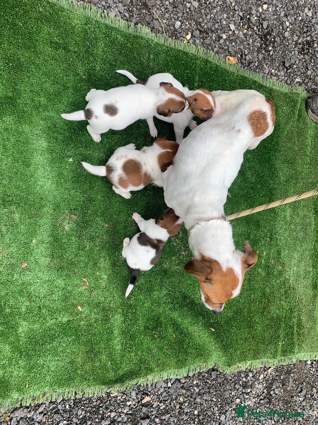 Jack Russell dogs for sale: Adorable jack Russell puppies  - Image 7