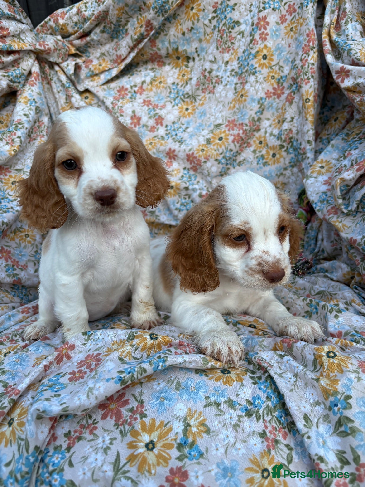 Cocker Spaniel dogs Cocker spaniel puppies for sale ! - Advert 1