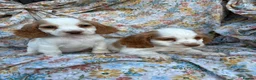 Cocker Spaniel dogs for sale: Cocker spaniel puppies for sale ! - Advert 1