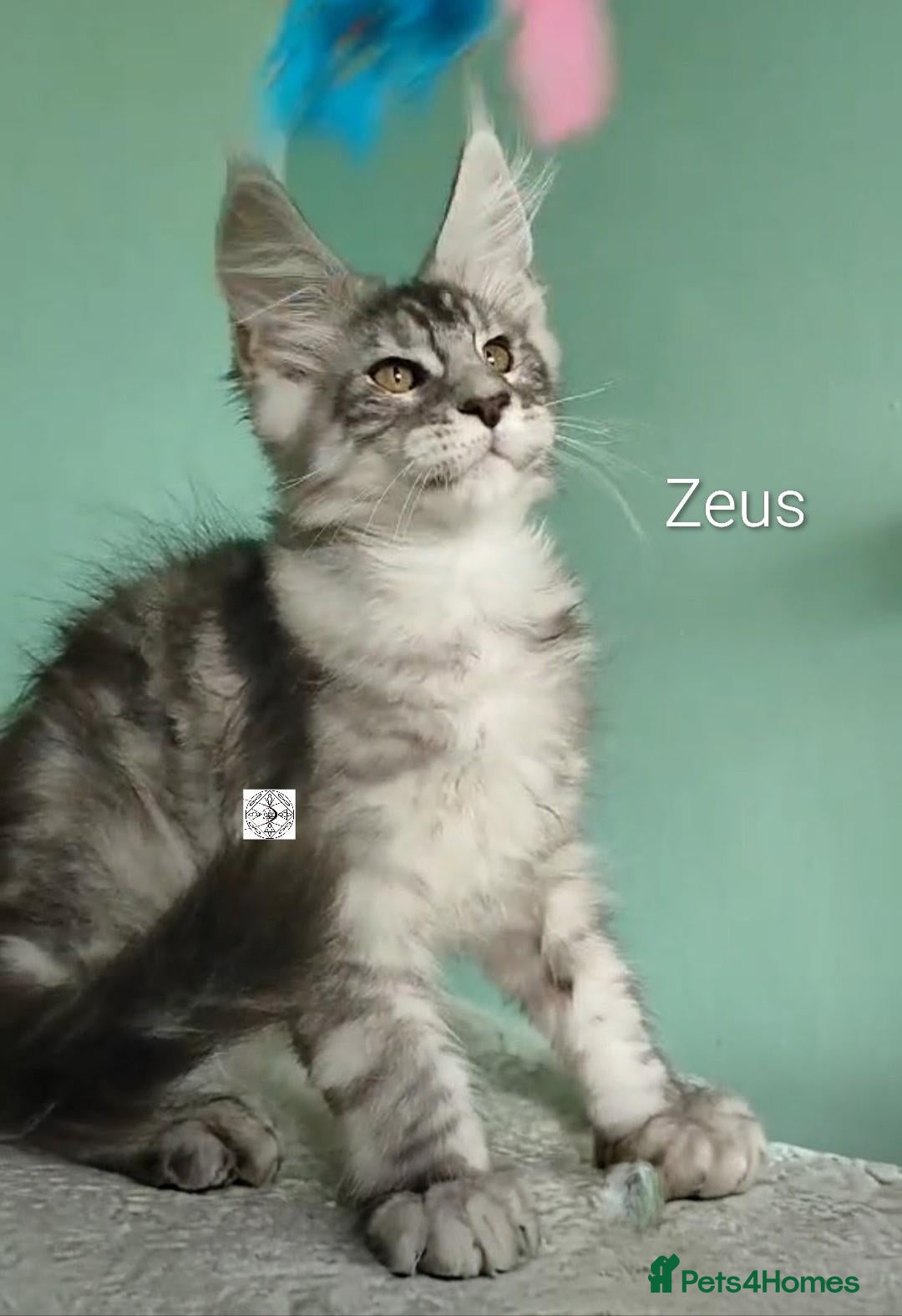 Maine Coon cats  XXL kittens ready to leave 😻 ❤️ - Advert 2