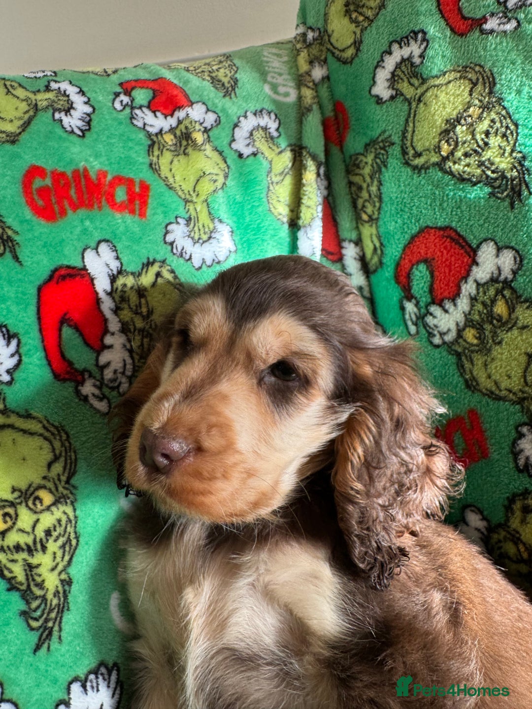 Cocker Spaniel dogs for sale: Show type boys   - Advert 7