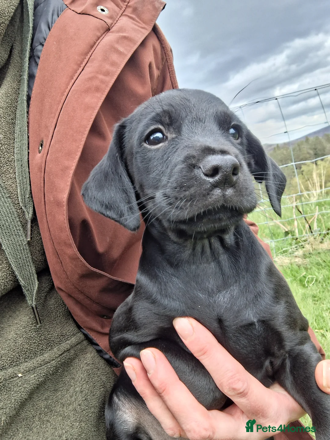 Mixed Breed dogs for sale: Cocker Jack puppies  - Advert 2
