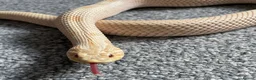 Snake reptiles for sale: Albino Hognose Snake - Advert 4