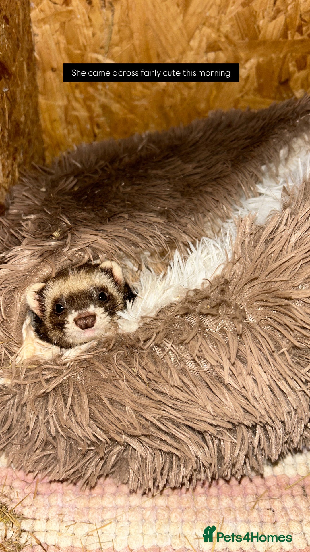 Ferret rodents for sale: Ferret/pole cat  - Advert 2