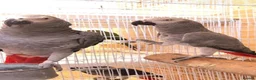 Parrots birds for sale: African grey parrot ready for thire new home. in Liverpool - Advert 2