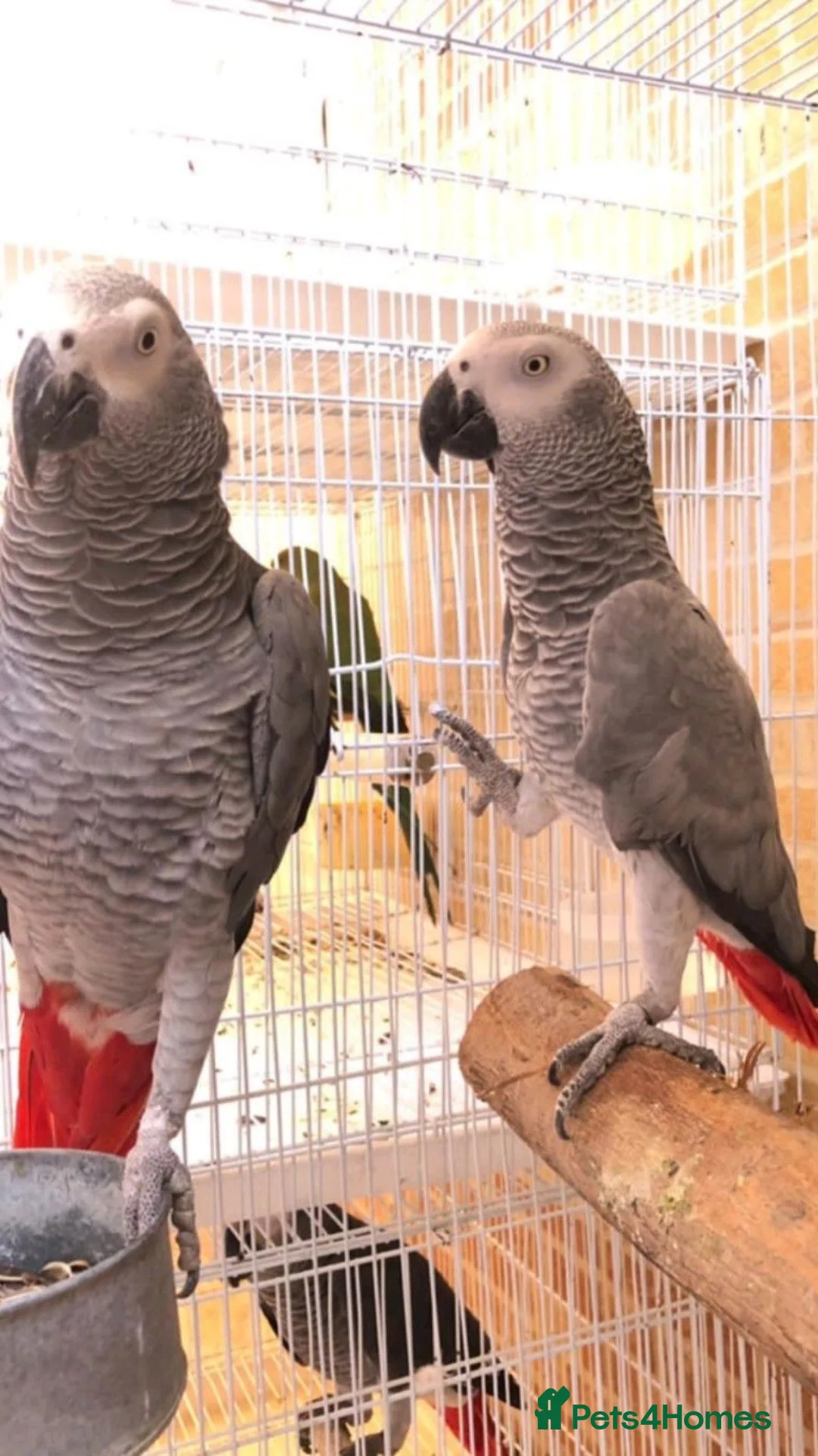 Parrots birds for sale: African grey parrot ready for thire new home. in Liverpool - Advert 2