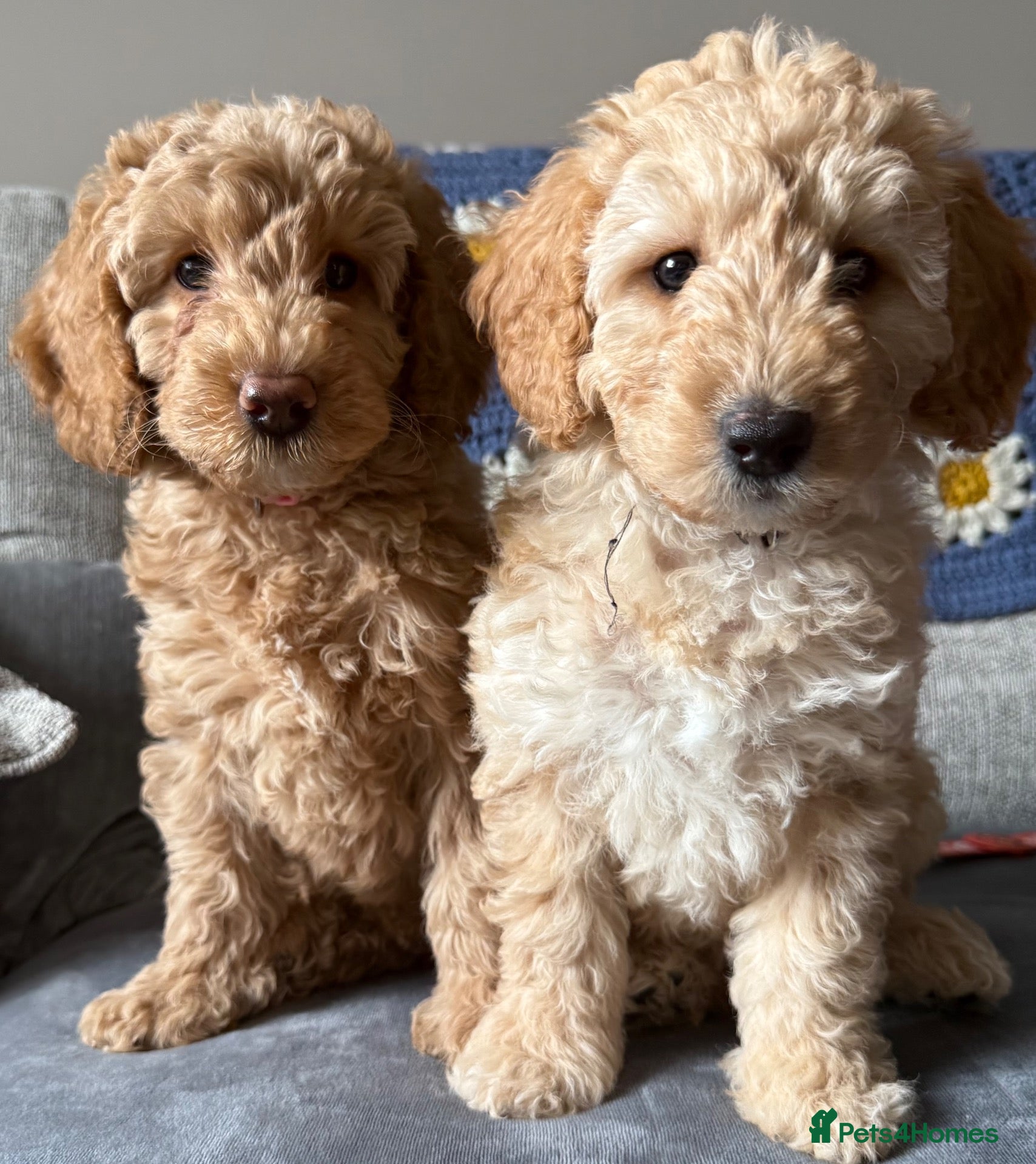 Labradoodle dogs LAST 2 GIRLS LEFT F1BB Labradoodle Puppies - Advert 1