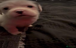 Mastiff dogs for sale: Mastiff puppies  - Image 3