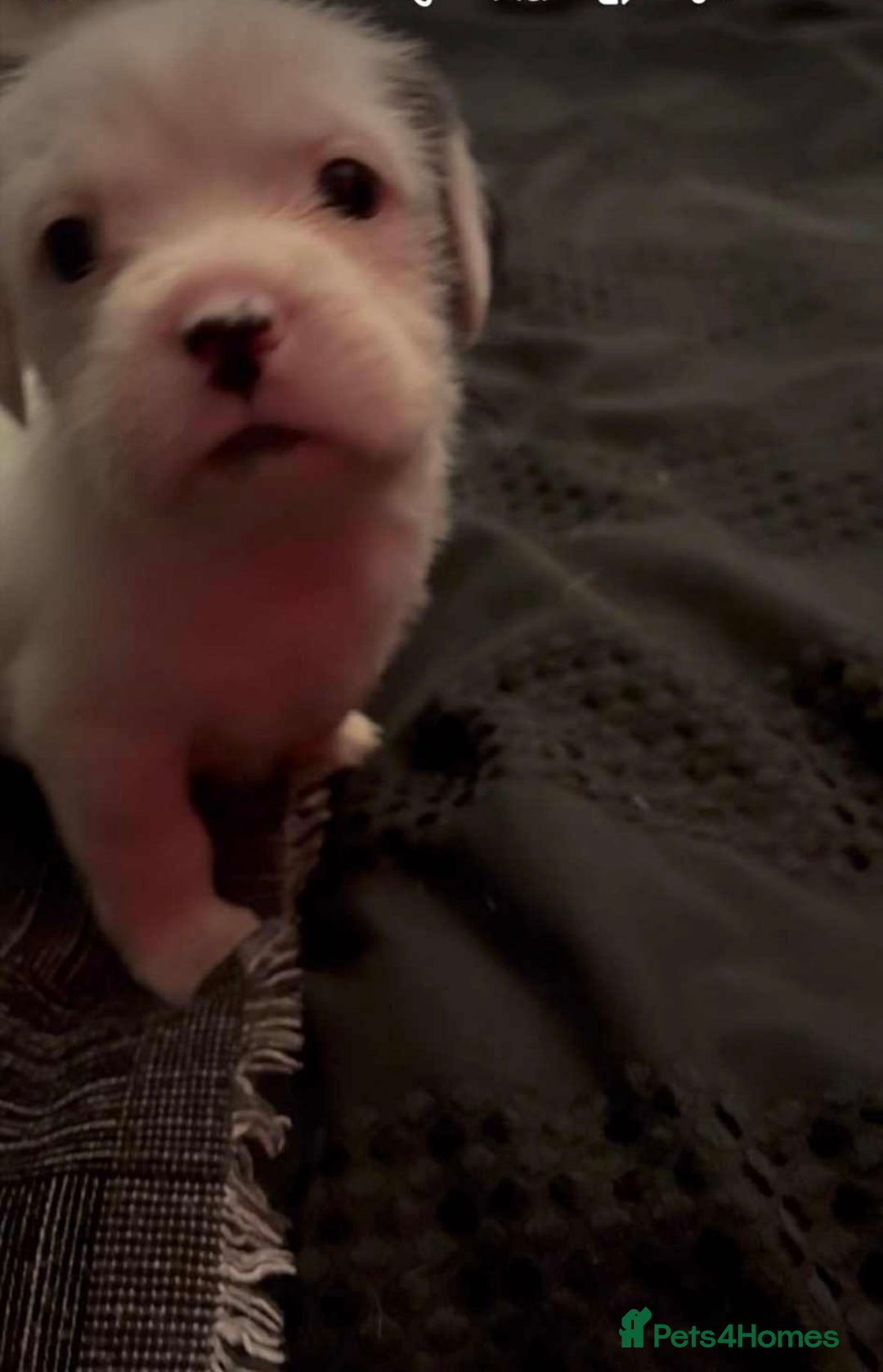 Mastiff dogs for sale: Mastiff puppies  - Image 3