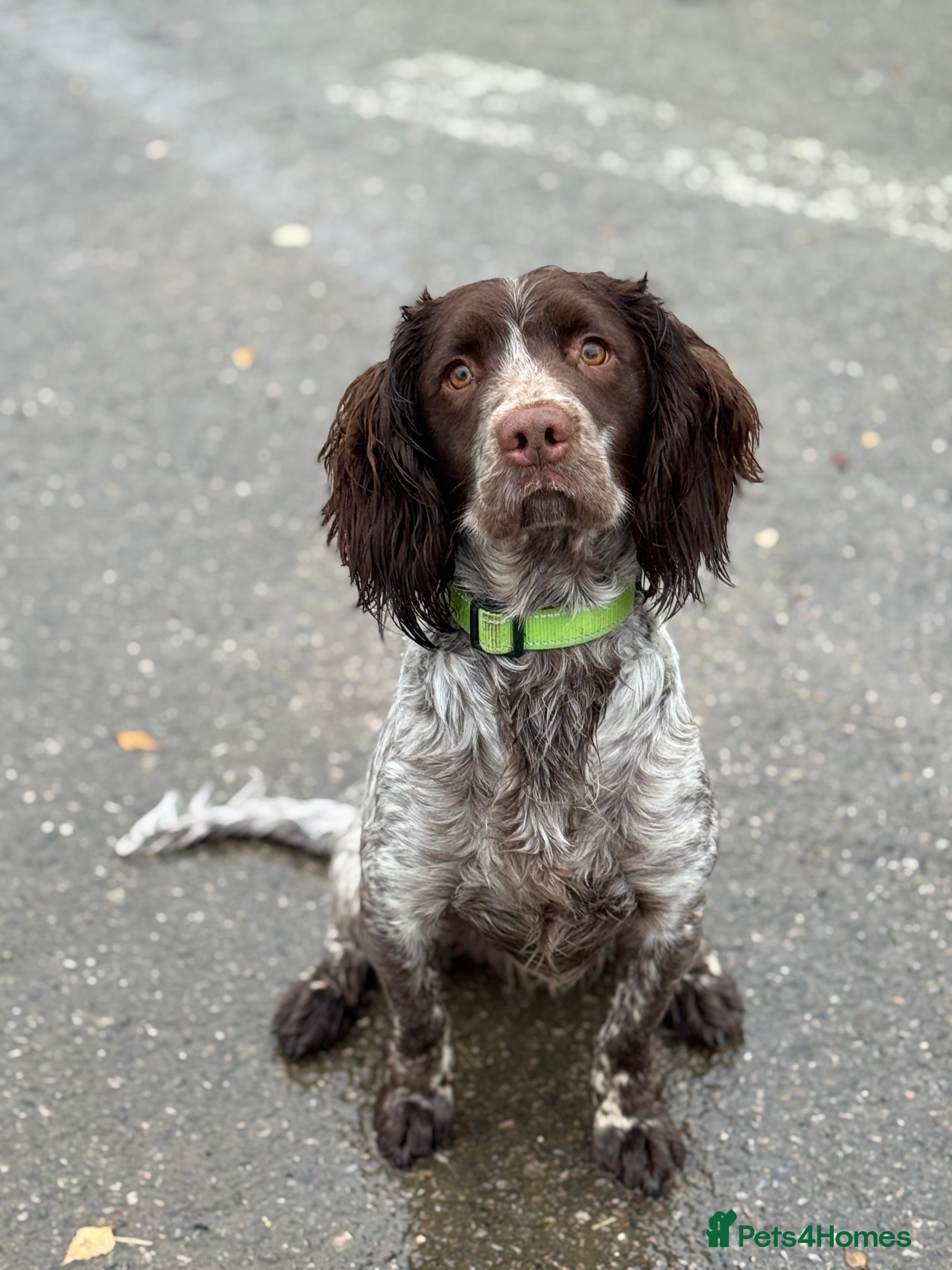 Sprocker dogs sprocker spaniel for sale  - Advert 1