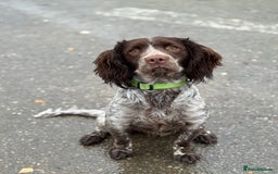Sprocker dogs for sale: sprocker spaniel for sale  - Advert 1
