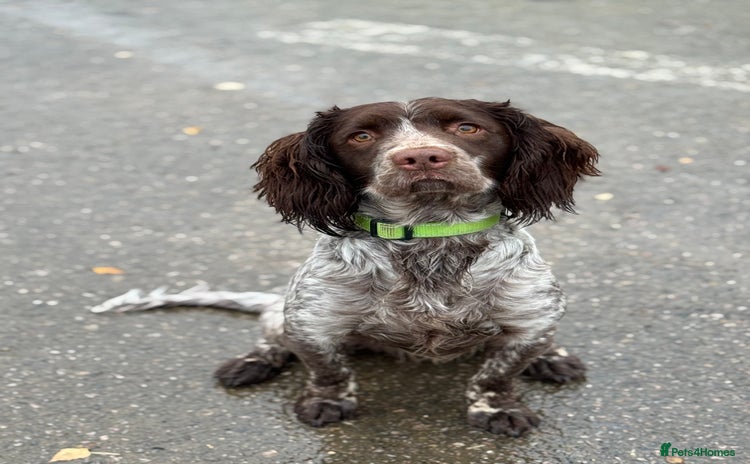 Sprocker dogs sprocker spaniel for sale  - Advert 1