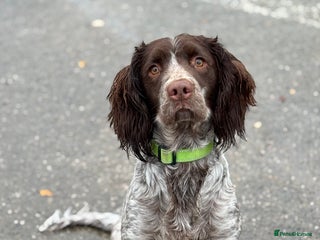 Sprocker dogs sprocker spaniel for sale - Advert 4
