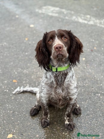 Sprocker dogs sprocker spaniel for sale - Advert 1