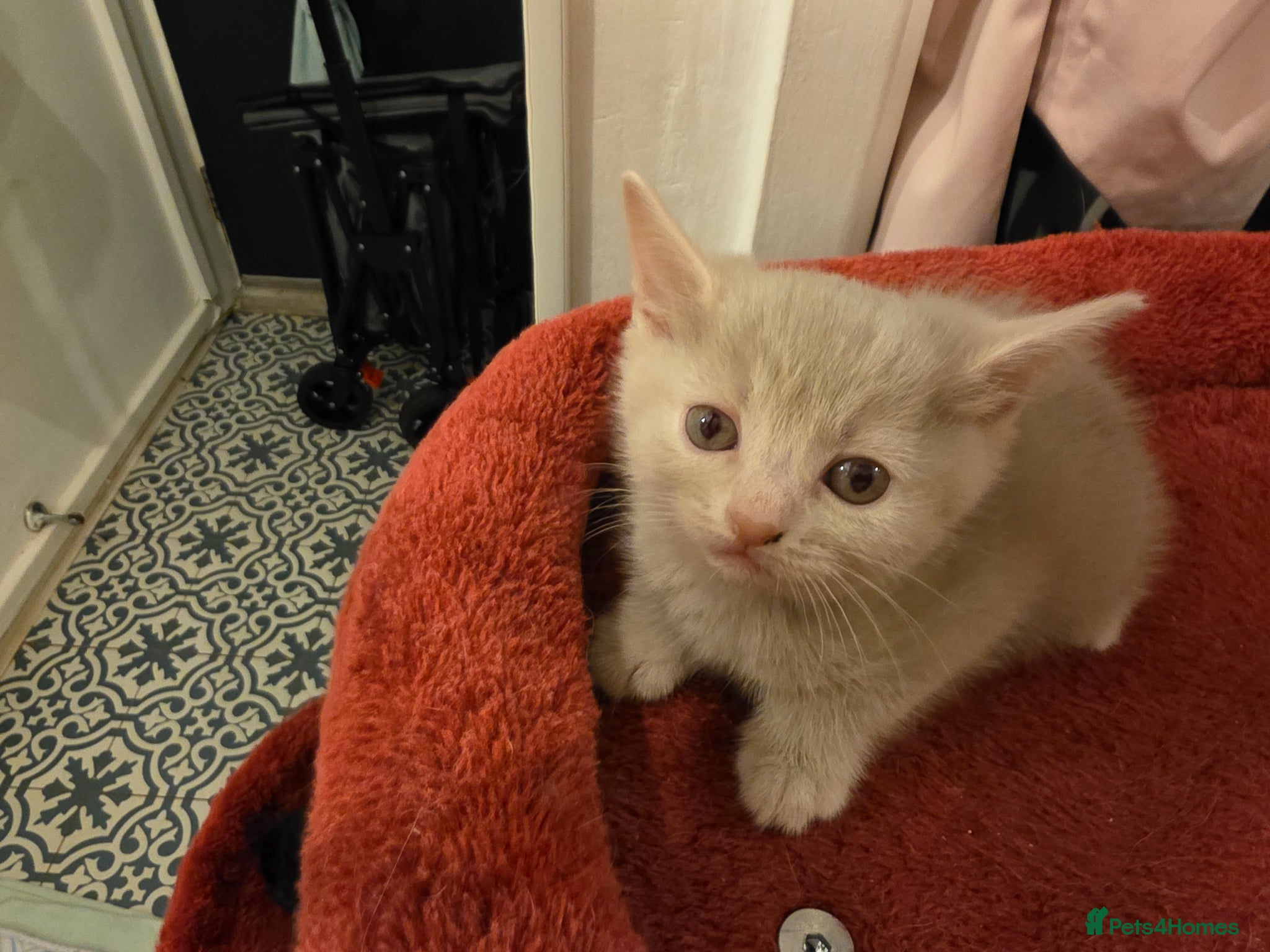 Mixed Breed cats 3 Lovely kittens for sale  - Advert 1