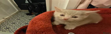 Kitten 1