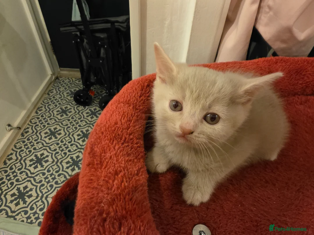 Mixed Breed cats for sale: 3 Lovely kittens for sale  - Advert 1