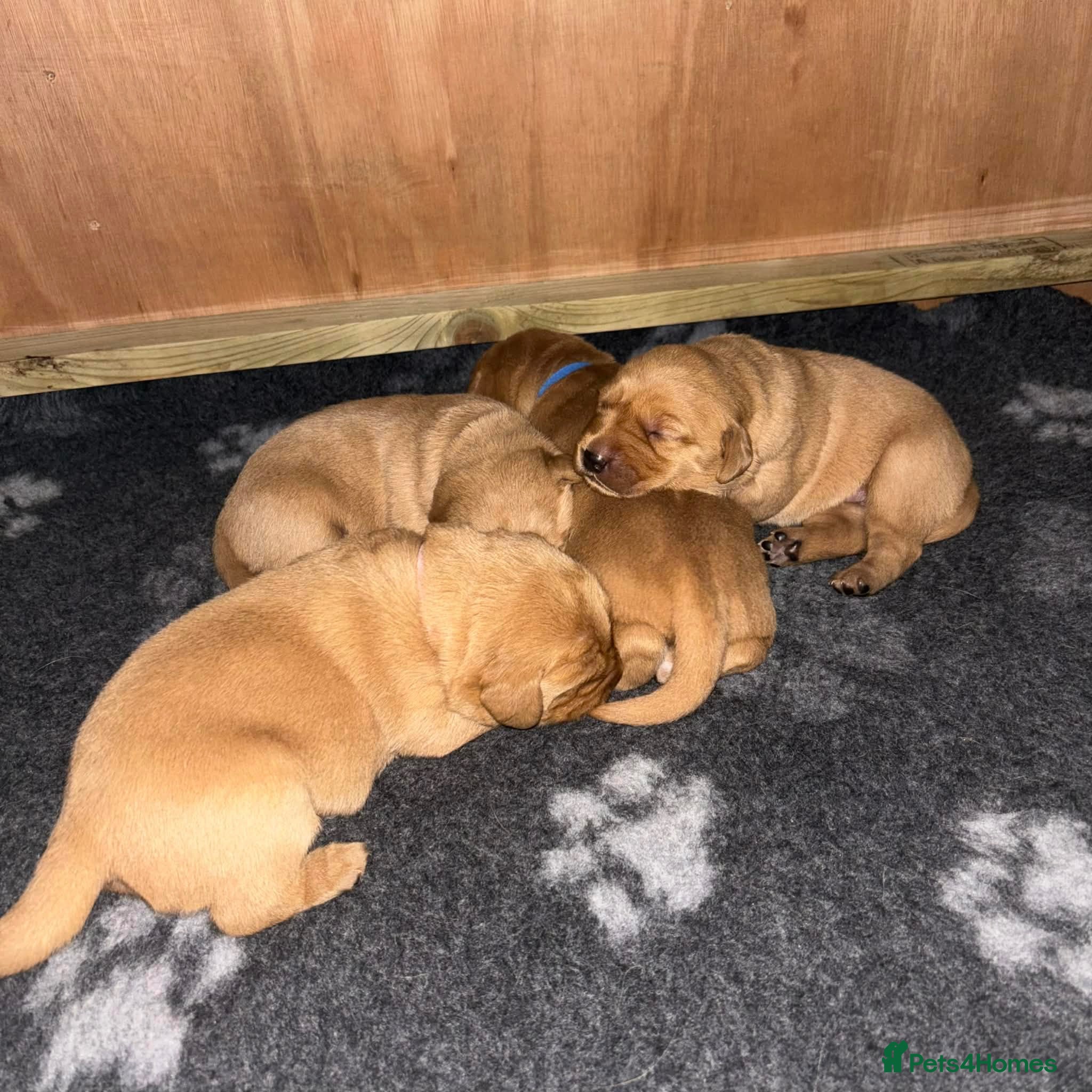 Labrador Retriever dogs KC Registered Labrador Puppies (fox red)  - Advert 1