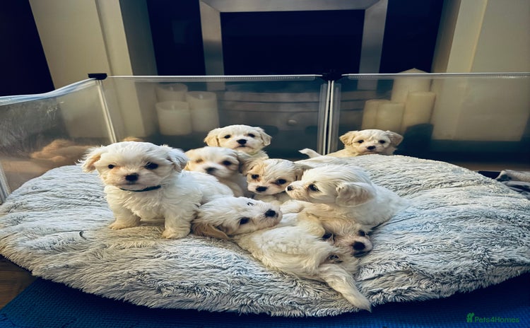 Mixed Breed dogs Three Gorgeous Puppies Remaining!  - Advert 6