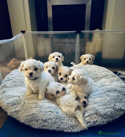 Mixed Breed dogs Three Gorgeous Puppies Remaining! - Advert 6