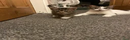 Mixed Breed cats for sale: Two male Kittens  in Derby - Advert 2