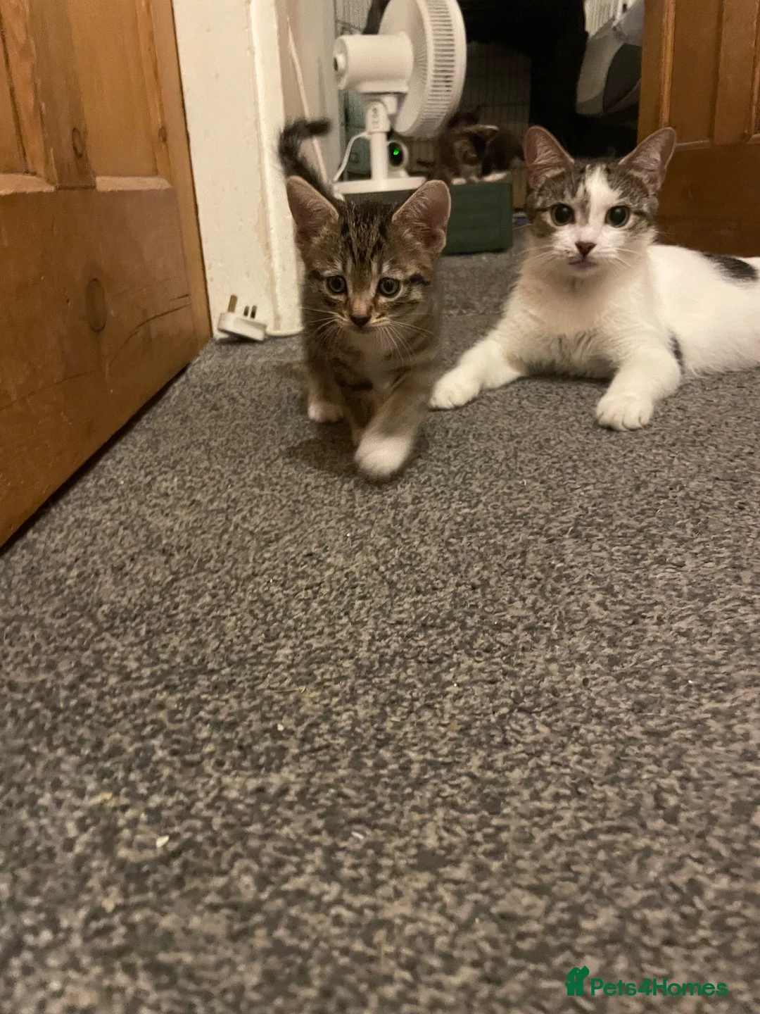 Mixed Breed cats for sale: Two male Kittens  in Derby - Advert 2
