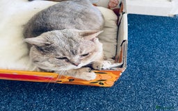 Scottish Fold cats for sale: Scottish fold kitties for sale  - Advert 8