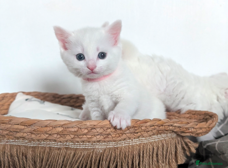 Mixed Breed cats Two adorable female kittens - Advert 1