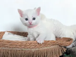 Mixed Breed cats Two adorable female kittens - Advert 1