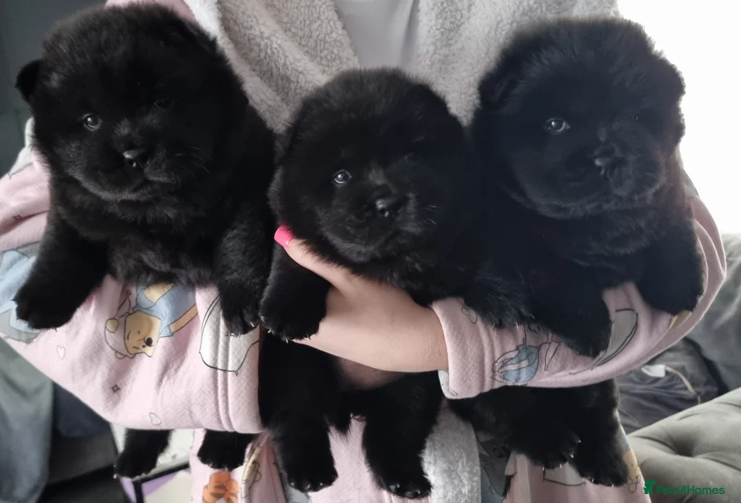 Chow Chow dogs for sale: Pedigree Black Chow Chow Puppies 3 Girls & 1 boy  in Grantham - Advert 1